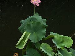 -成都杜甫草堂博物馆