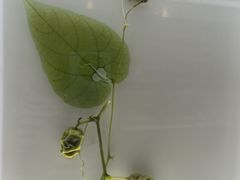 -广东中医药博物馆