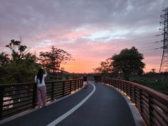 -王借岗森林公园