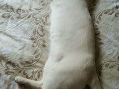 -瑞派·关忠动物医院·猫专科·犬专科(三环新城店)