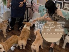 -柯斗斗主题餐厅·狗咖·围炉煮茶·茶饮(国瑞升平里店)