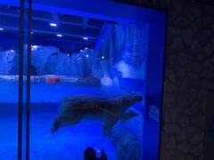 -上海海昌海洋公园-冰山北极馆