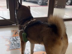 -瑞鹏宠物医院(大运分院)