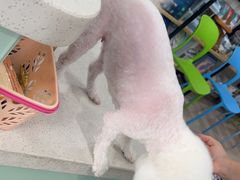 -佳雯宠物医院·皮肤科·内外科(春晓路分院)