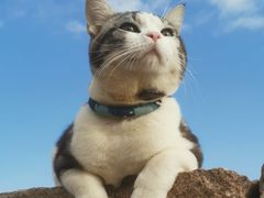 -猫大福·Fortune Cat猫舍(百子湾店)