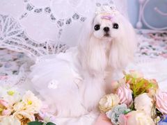 -萌宠之家·腊肠犬·马尔泰·小体犬舍