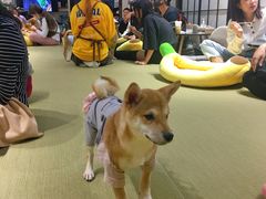 -逗柴咖啡屋·狗咖猫咖宠物桌游