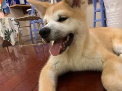 -喜柴咖啡·柴犬狗咖