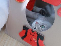 -美联众合宠物医院·爱萌分院·内外科·猫科中心