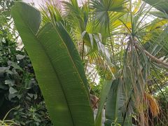 -北京植物园-展览温室