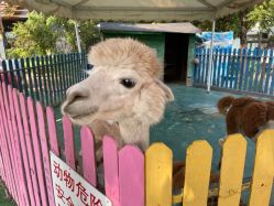 -萌宠亲子动物乐园(槐房万达店)