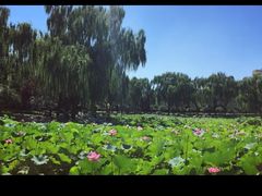 -莲花池公园