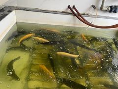 -三文彩虹鳟鱼庄