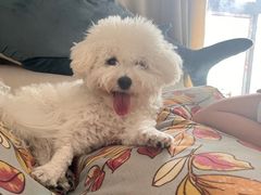 -伟伟宠物医院·CT影像中心·瑞派犬猫综合性门诊(汉口总院)