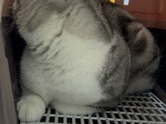 -中农国际动物医院24小时·猫科·骨科·急重症中心