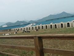 -君乐宝优致牧场