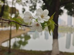-西北湖绿化广场