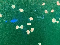 -上海海洋水族馆