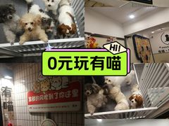 -有喵·猫咖·狗咖·30几只猫10只小狗(岗厦店)