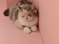 -毛绒耶耶撸宠馆·猫咖·狗咖·荷兰猪咖
