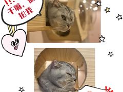 -猫咪派对(江南西店)