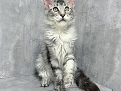 -小猫来了·猫舍(红山六九七九店)