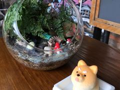 -柴犬高等学院·狗咖·柴犬售卖·宠物训练