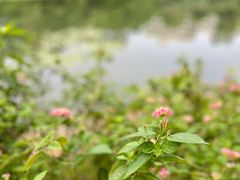 -荔枝公园(福田区)