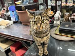 -淮国旧H22·中古店