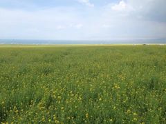-青海湖国家重点风景名胜区