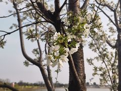 -九龙湖公园