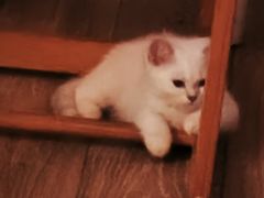 -欣宠猫屋·矮脚拿破仑·蓝金金渐层