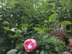 -花间酒庭院餐厅(谷山店)