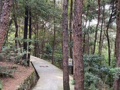 -铁山坪森林公园