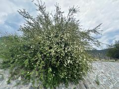 -雅鲁藏布江