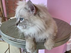 -70cat德文卷毛猫·缅因猫纯种猫舍