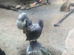 -新加坡飞禽公园