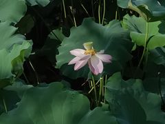 -四川大学(华西校区)