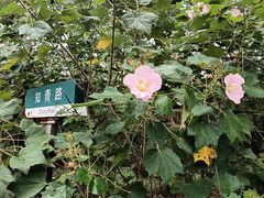 景点-同里国家湿地公园