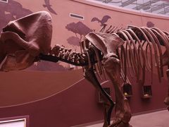 -陕西自然博物馆