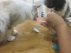 -李小姐の猫咖啡馆(五角场店)