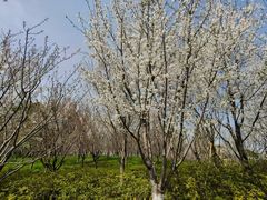 -大宁郁金香公园-停车场