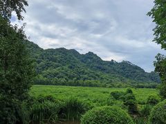 -中国茶叶博物馆(双峰馆区)