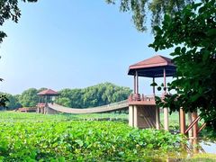 -荷塘月色湿地公园·向阳花洲