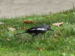 -大埔公路-马料水段香港中文大学(公交站)