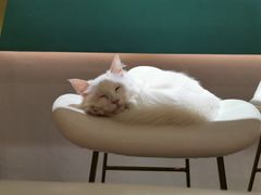 -飞行喵MR PILOT|猫舍·猫咖(静安大融城店)