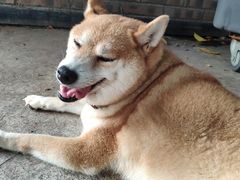 -柴犬高等学院·狗咖·柴犬售卖·宠物训练