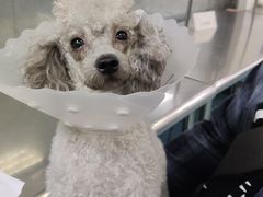 -北京赛佳动物医院