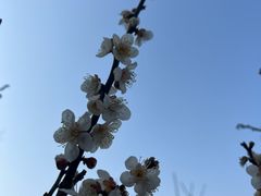 -无锡梅园公园