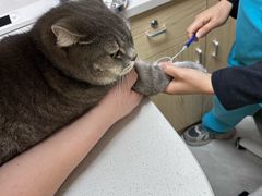 -安安宠医宠物医院·异宠·犬猫内科(岳阳分院)